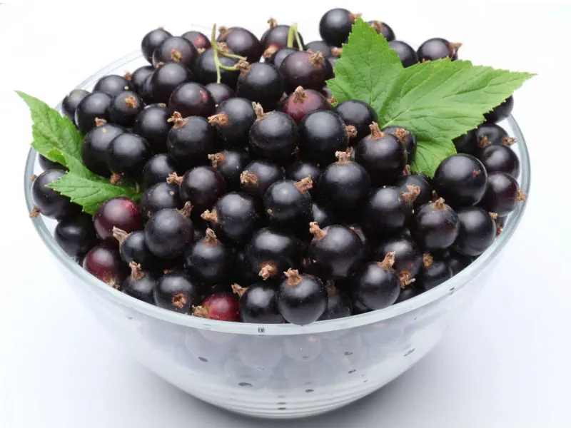 Coacaze negre